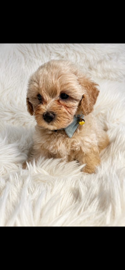 Absolutely Outstanding Maltipoo puppies 