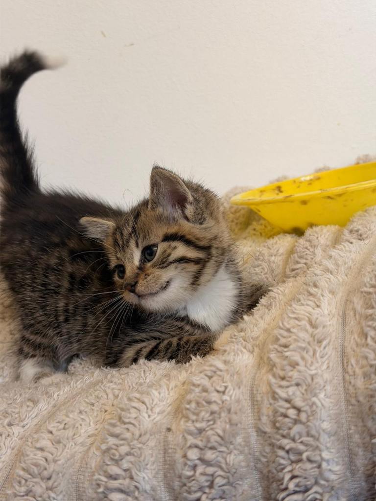 image for 3 kittens for sale 