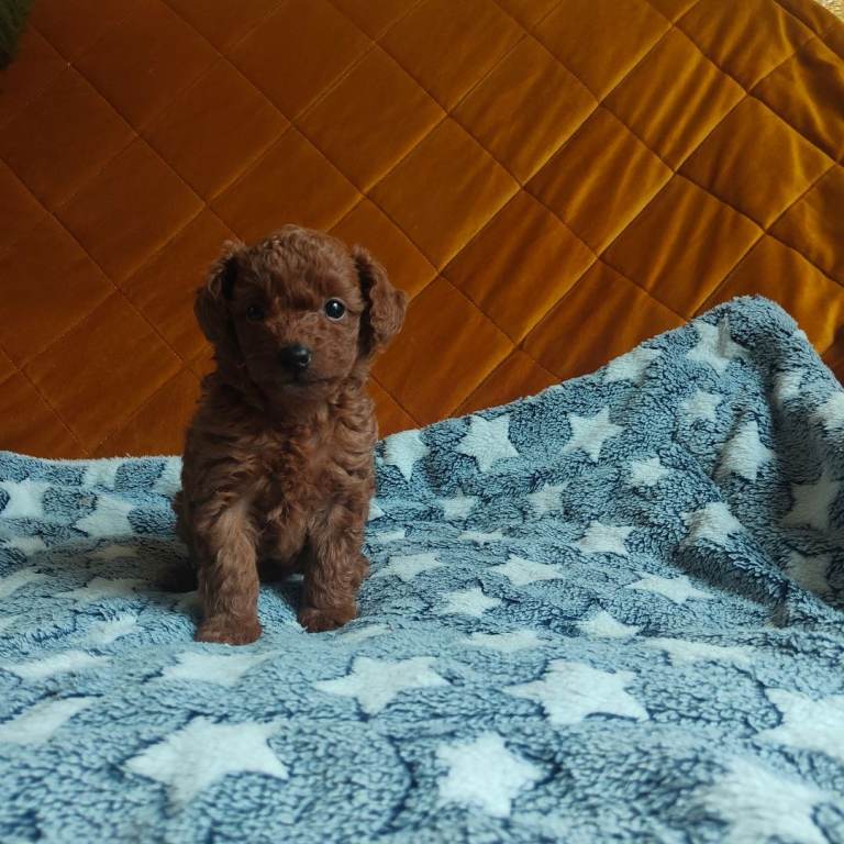 Toy poodle pup for sale