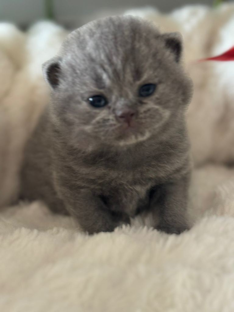 British Shorthair Kittens