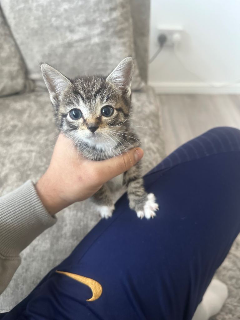 3 beautiful kittens for sale! REHOMING asap