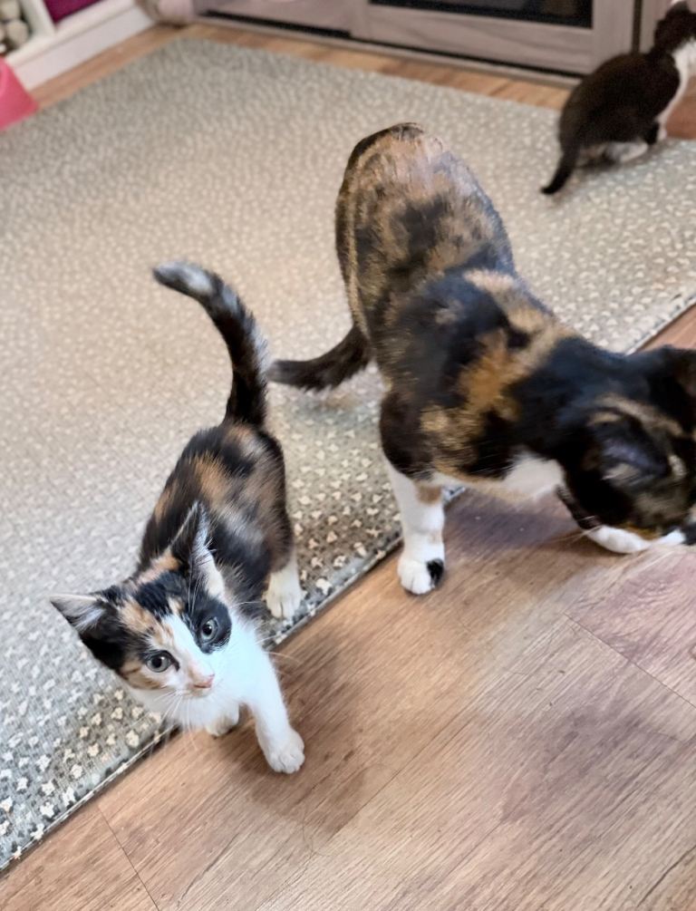 2 tortoiseshell/calico kittens 