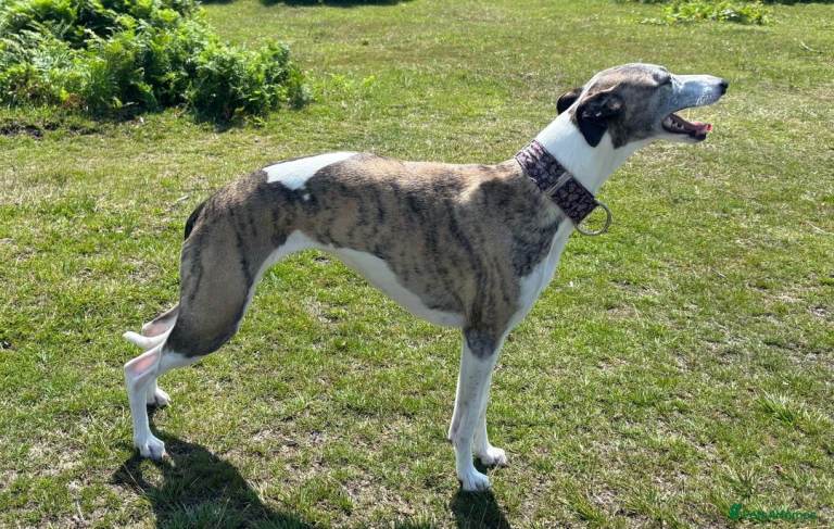 Male Whippet for sale 