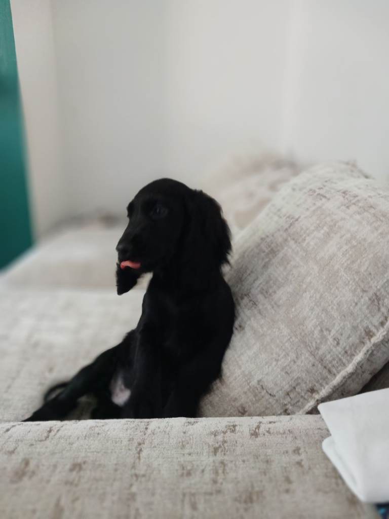 Cocker spaniel puppy for sale 11 week old 
