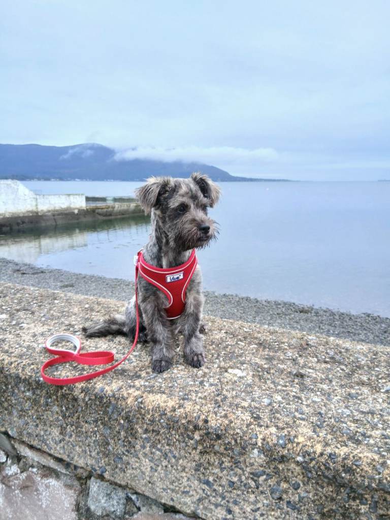 Westie x shihtzu 