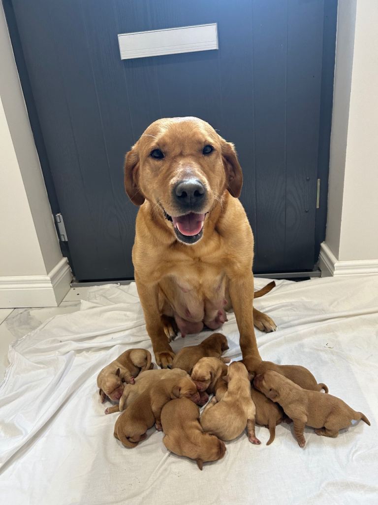 Labrador pups for sale 