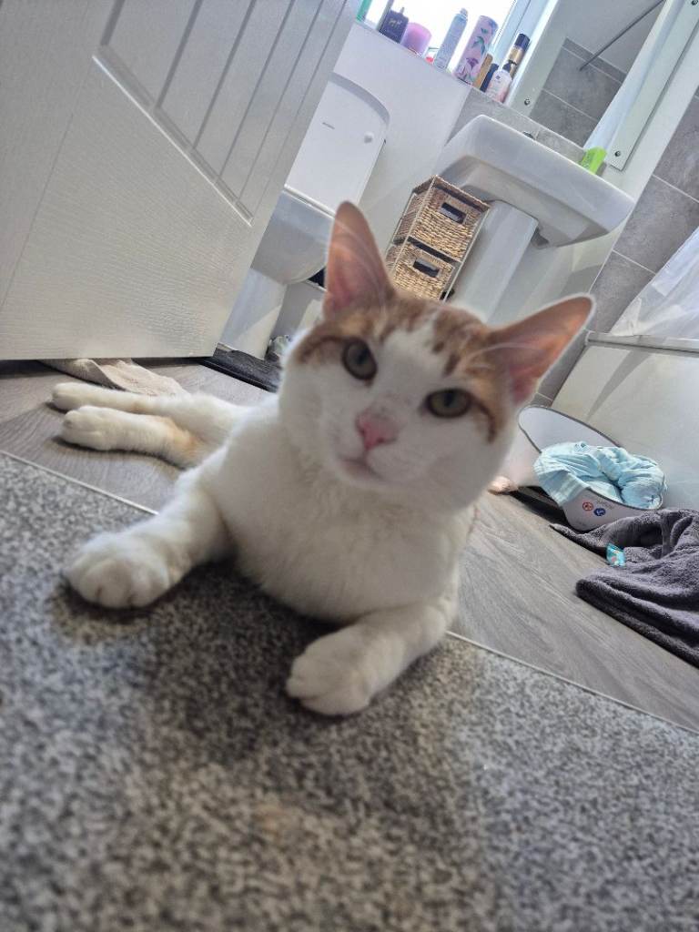 1.5 year old cat with everything needed