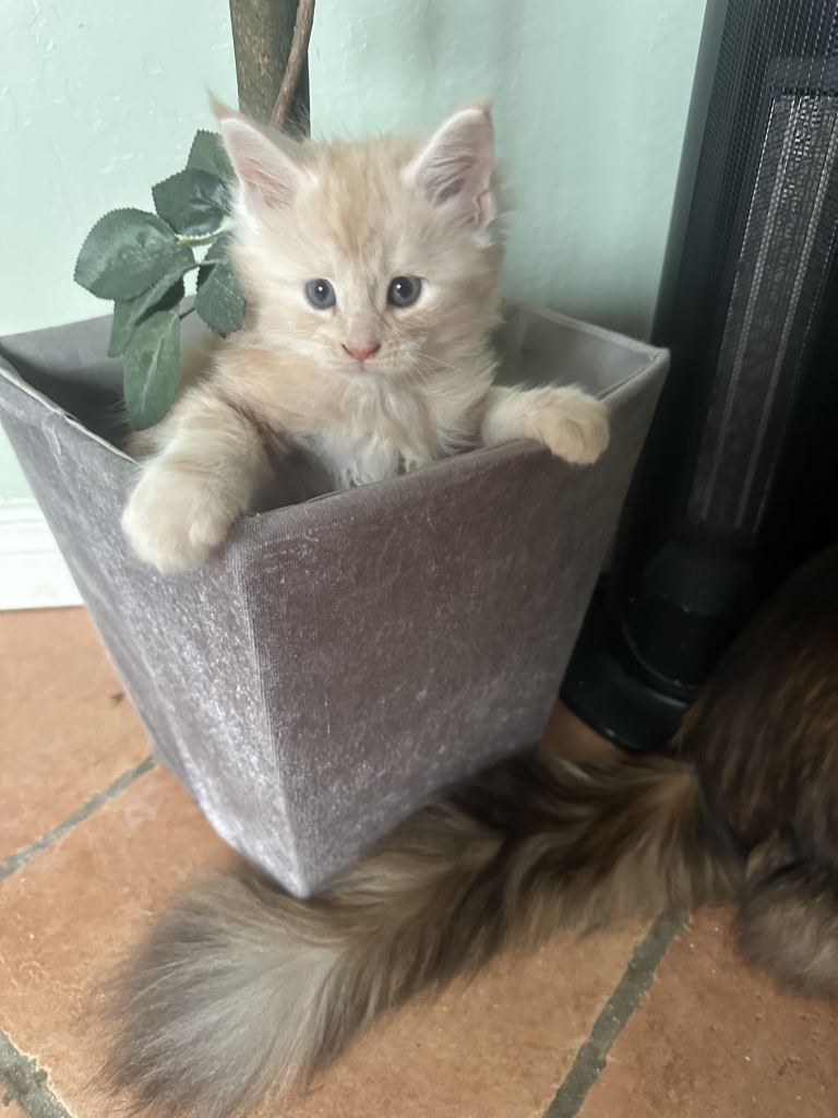 Beautiful  Maine coon Kittens