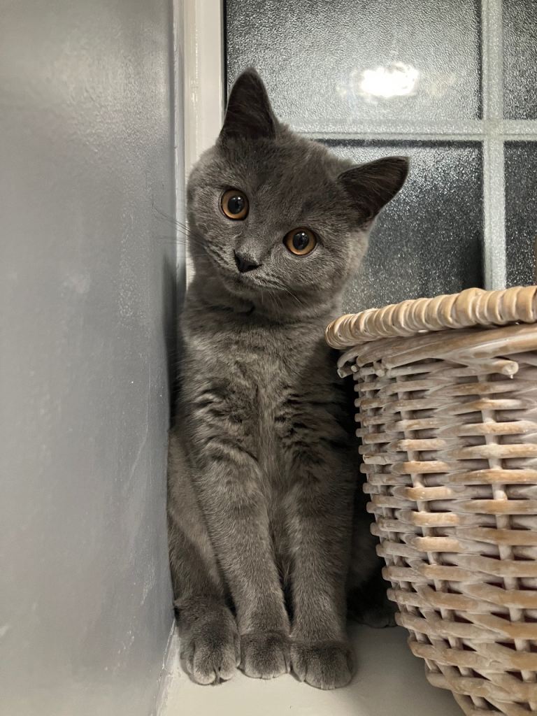 💙 Blue British Shorthair 💙