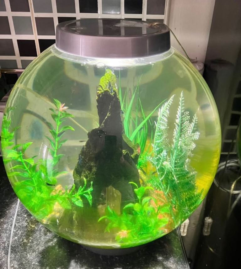 Bio Orb Fish Tank