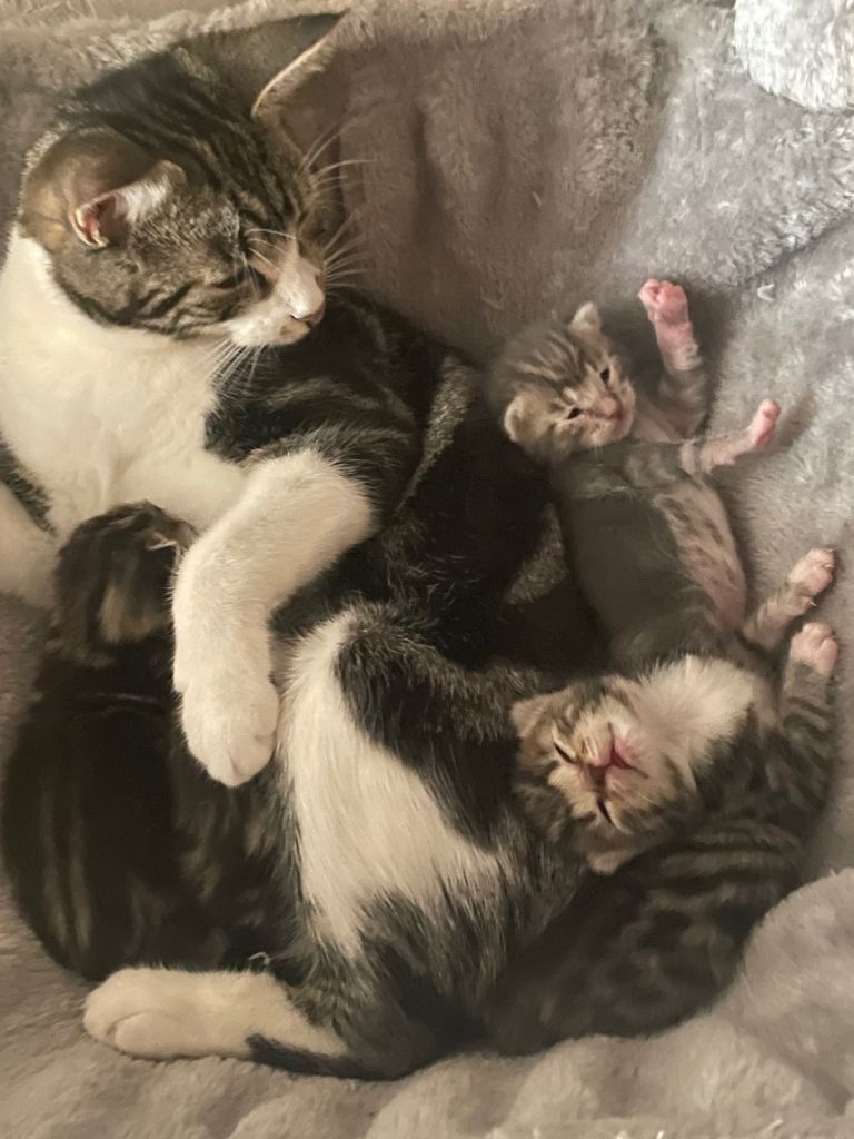 GORGEOUS SNOW LYNX BENGAL X KITTENS – READY NEXT WEEK 