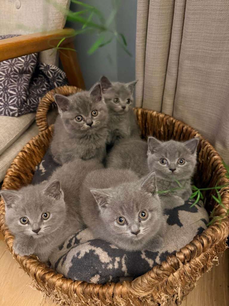 6 Beautiful British Shorthair Kittens Ready for Their Forever Homes