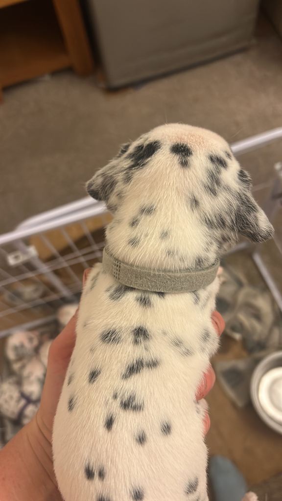 Dalmation puppy boys
