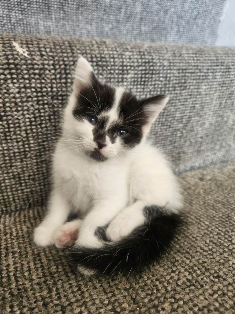Kittens 