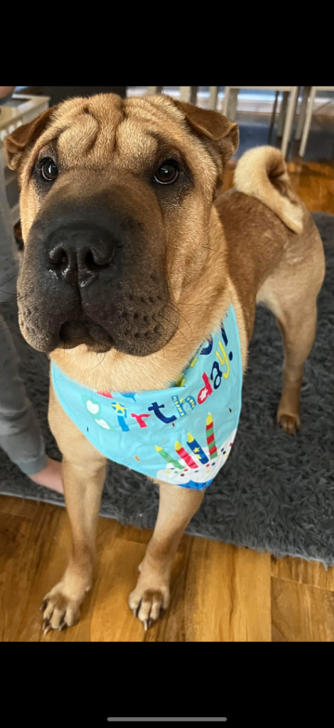 Male Shar Pei