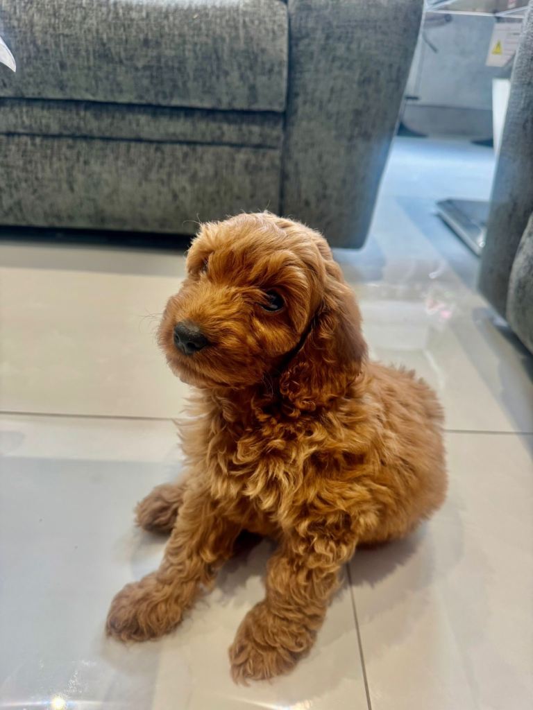 F1 fox red cavapoo male 