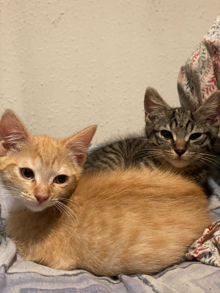 2 kittens ready to go! 