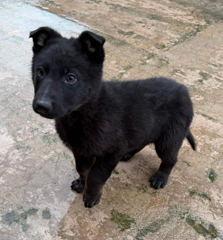 German Shepherd Belgium puppies