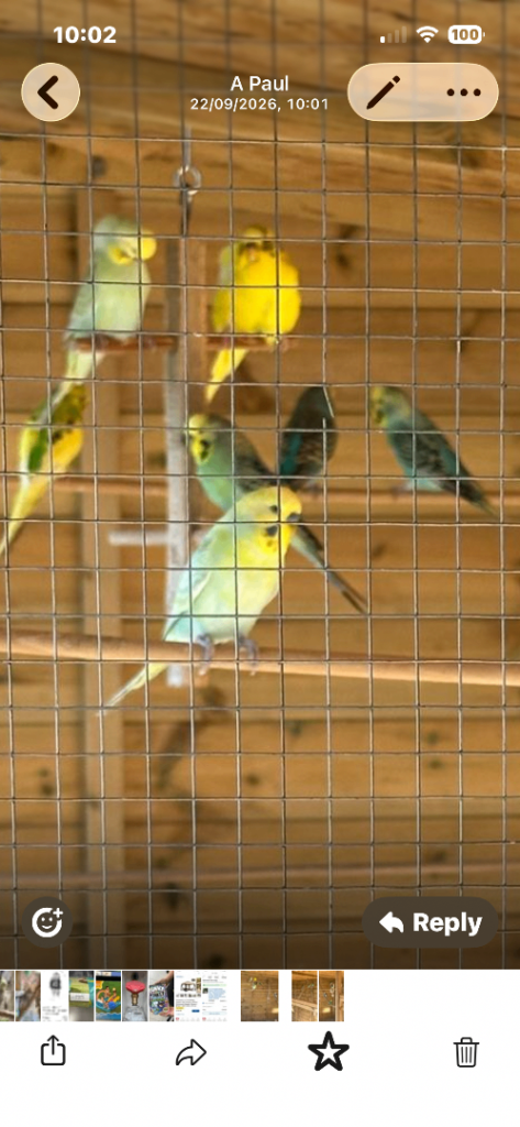 Budgies Adult and this years young