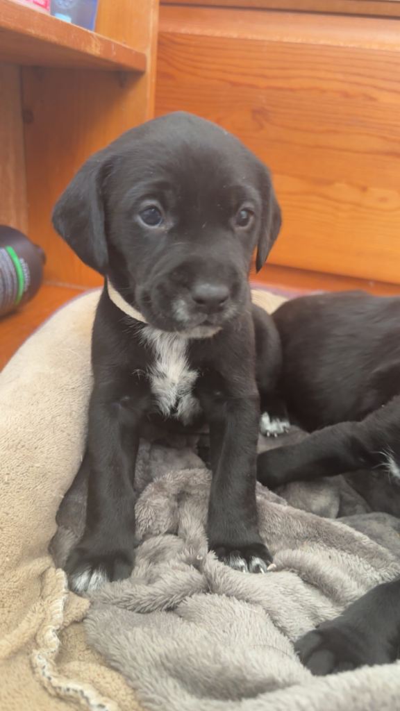 Cocker spaniel X Rottweiler 