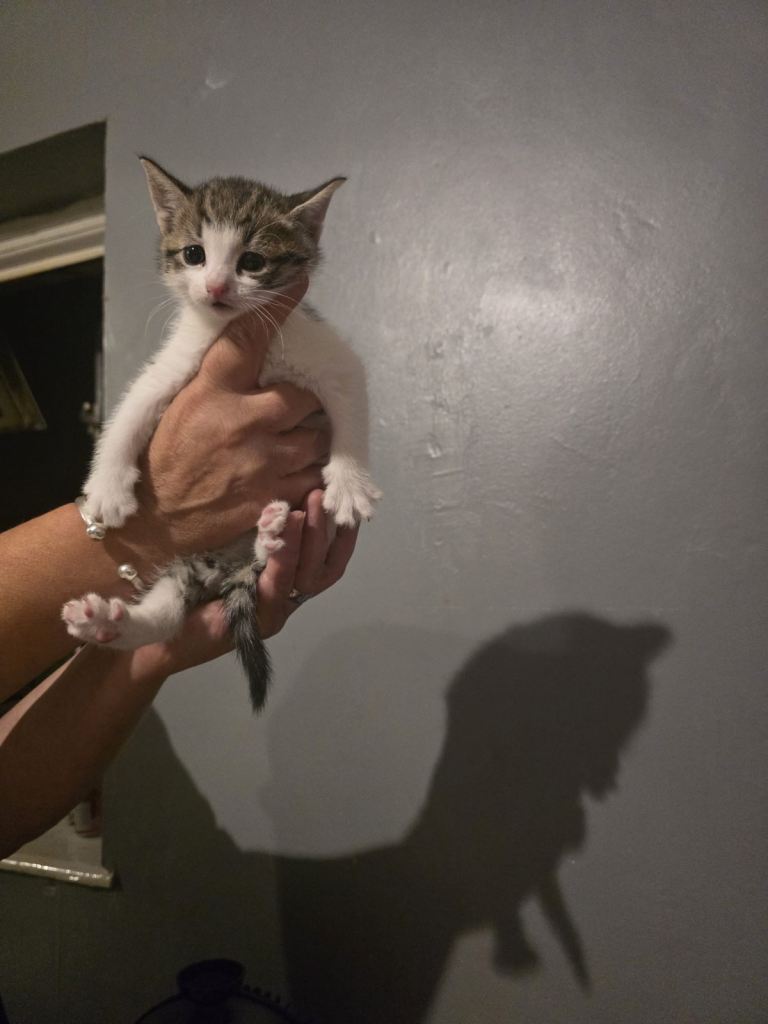 Beautiful kittens for sale all rehomed 