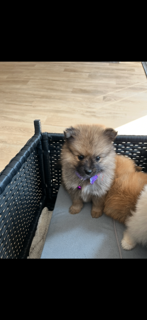 Pomeranian 