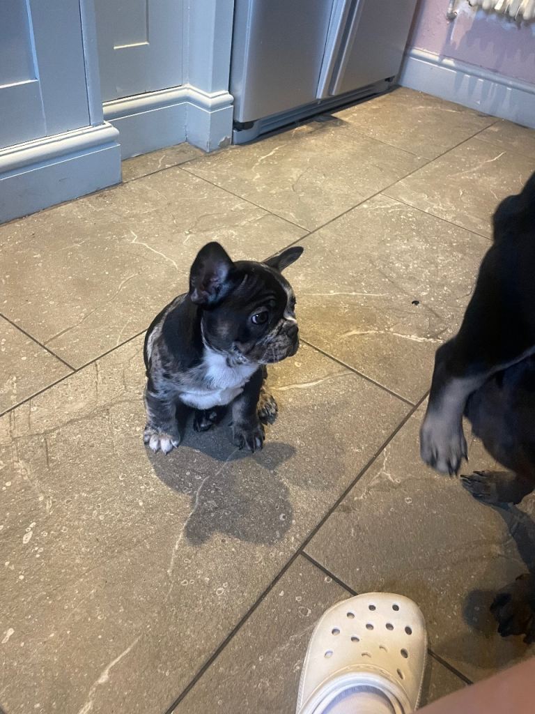 Stunning unique french bulldog puppies