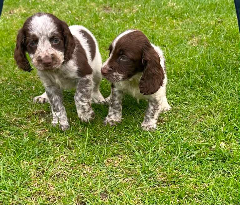Cocker spaniel puppies 