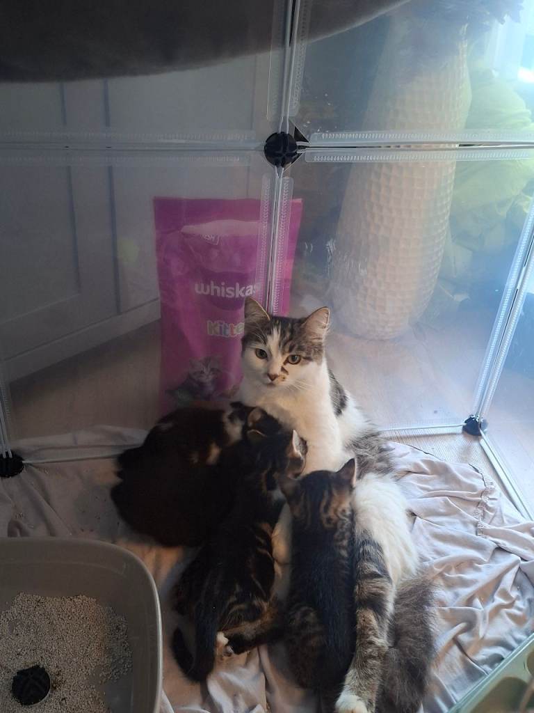 2 male 2 female kitten mother is cross siberean/rag doll