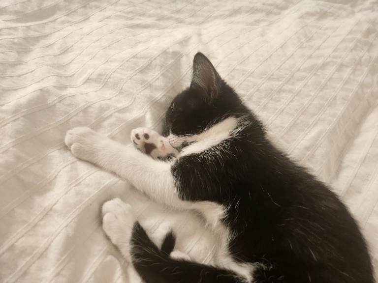 Kitten for sale (urgent)