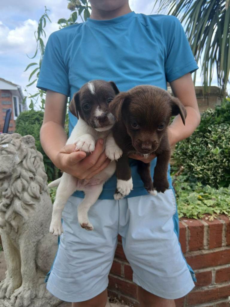 Minature jack russell puppies