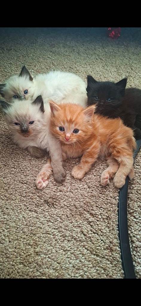 ragdoll kittens