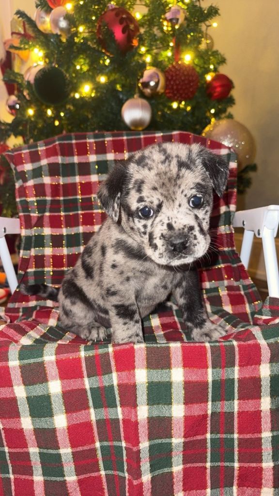 Chow/American bulldog 