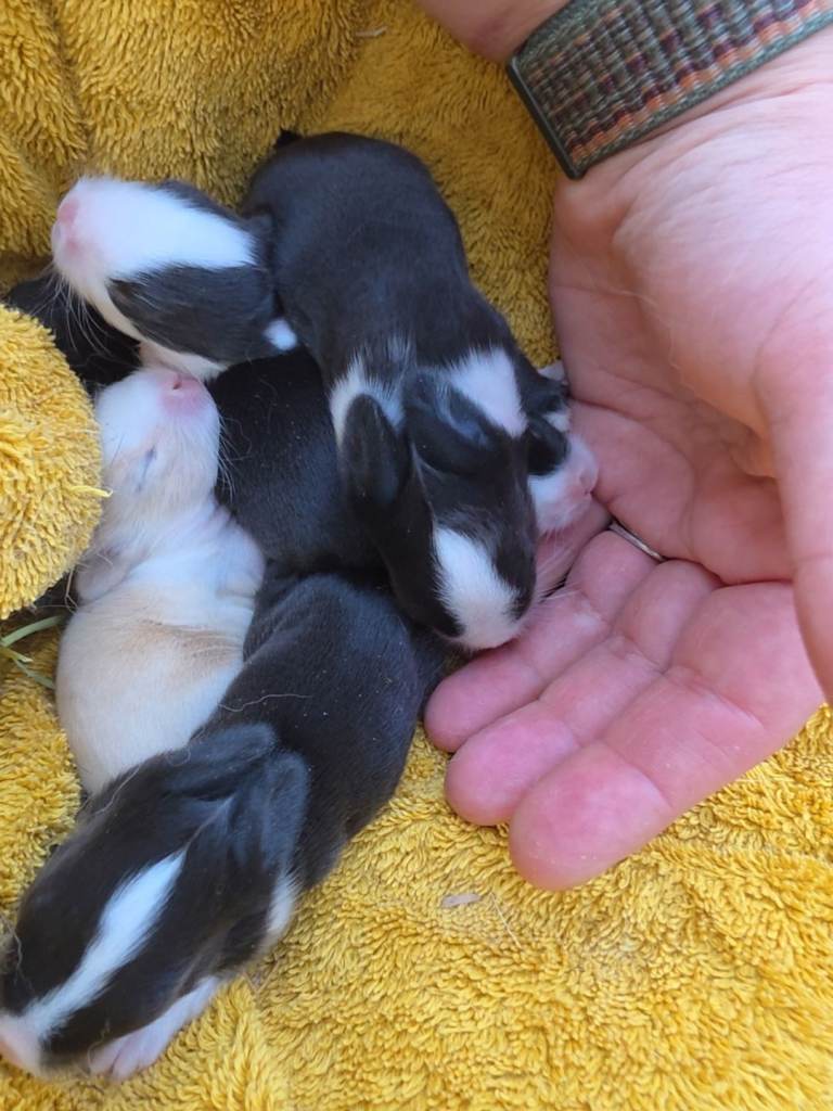 Baby Bunnies - Ready in 7 weeks