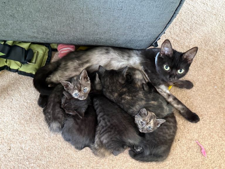 8 female black tabby, black and ginger tortoise shell kittens