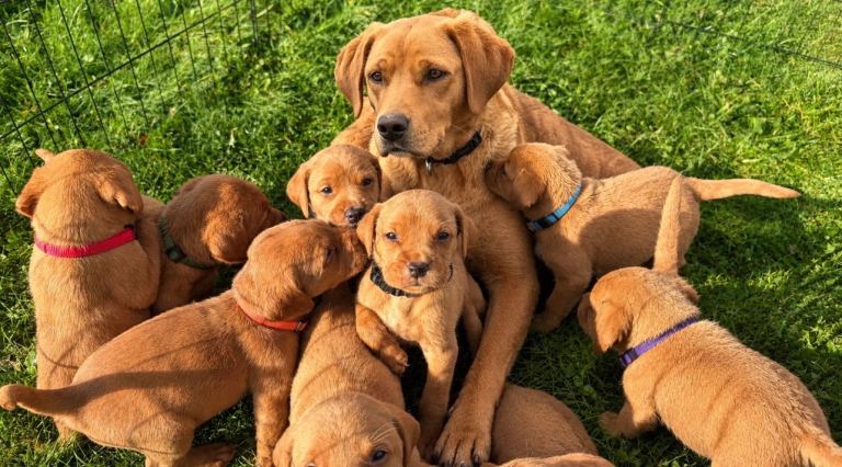 KC FOXRED LABRADOR PUPS