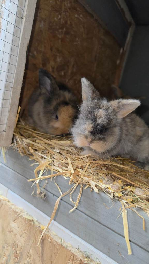 Stunning lionhead/mini lops 