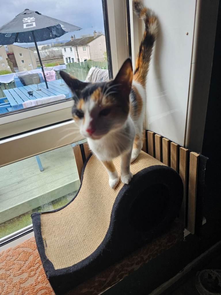 2 x 20 week cats/kittens