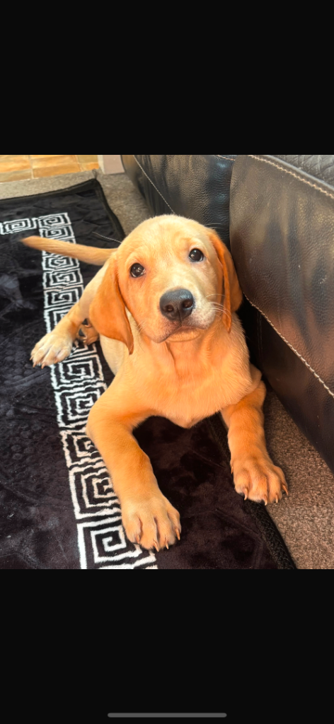 Labrador puppy 13 week boy