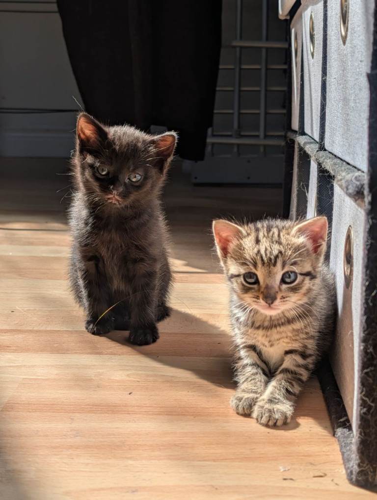 Stunning Kittens for Sale