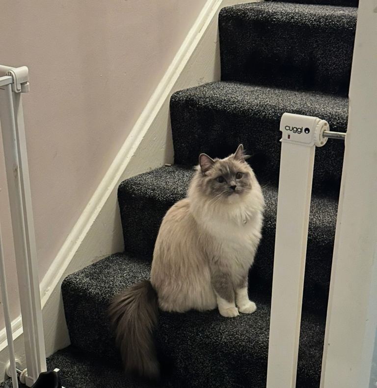 Female Ragdoll Blue point GCCF