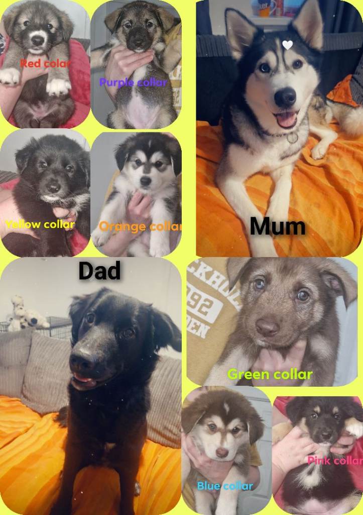 2 Stunning FEMALE siberian husky cross border collier/retriever pups 