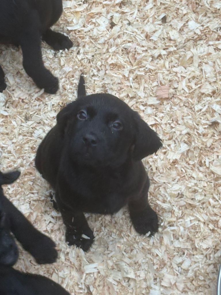 Black Lab pups From Liskoney fun fenella 