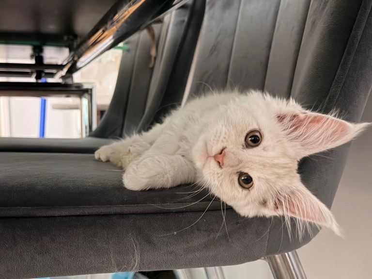 TICA Pure Maine coon kitten Female