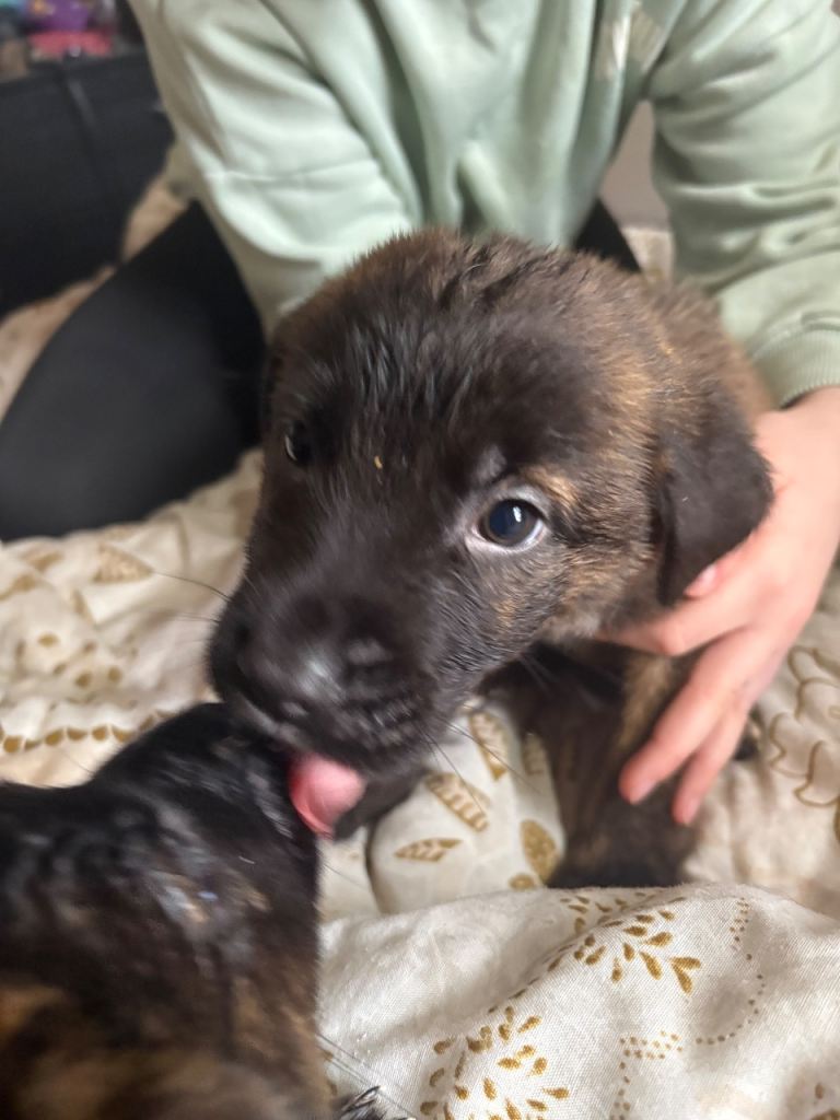 Belgian Malinois Shepherd x Mastiff Puppies 
