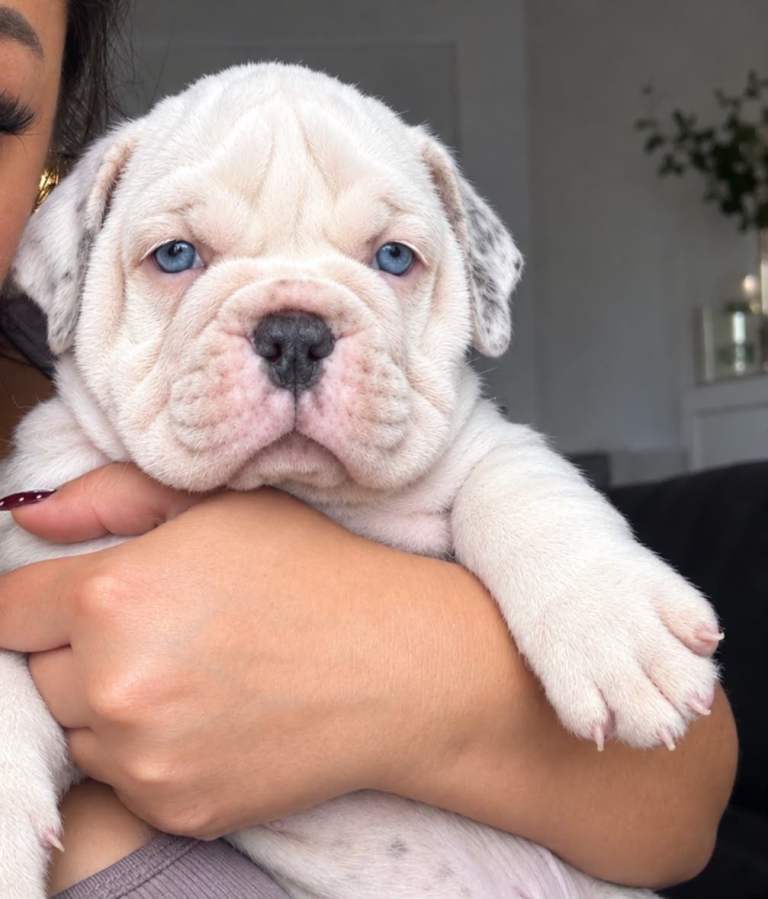 🍁 beautiful olde English bulldogs 🍁