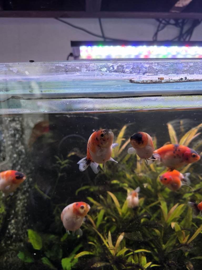 Japanese Ranchu Ornamental Fish & 1 x Black Moor Fish