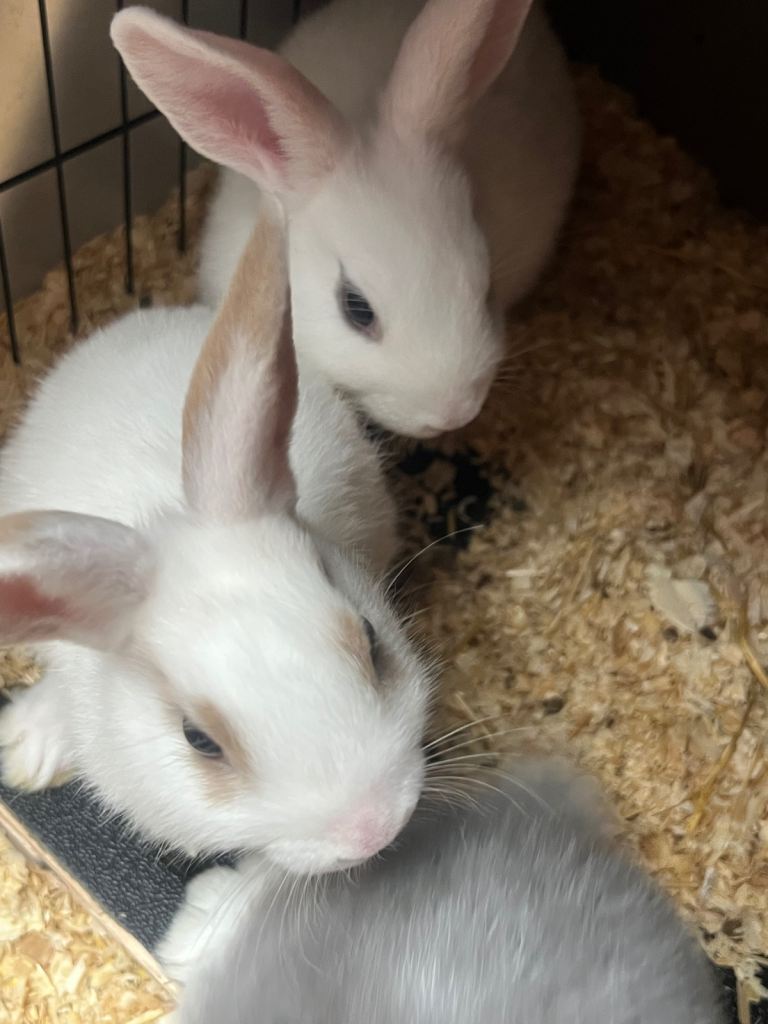 Mixed baby rabbits 