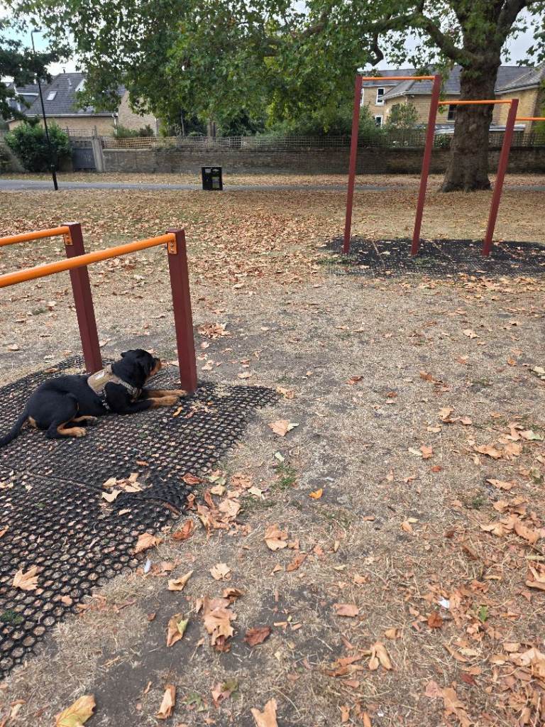 Lovely Rottweiler Dog Seeking Forever Home