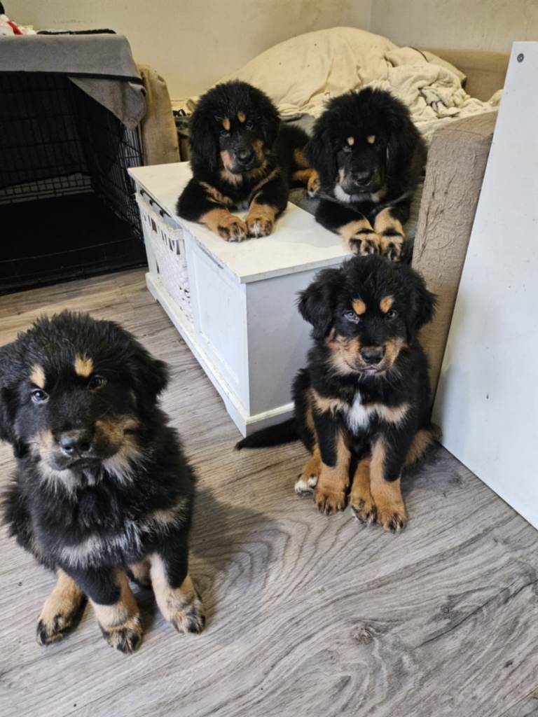 Tibetan mastiff puppies for sale